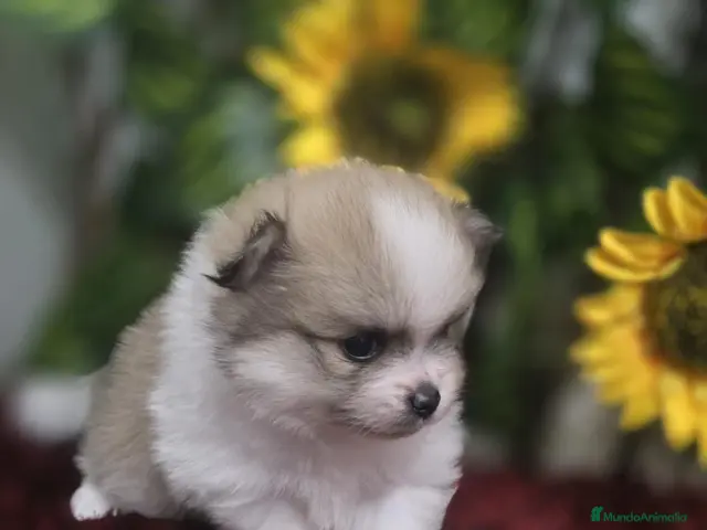 Pomerania perros en venta: Pomerania - Anuncio 2