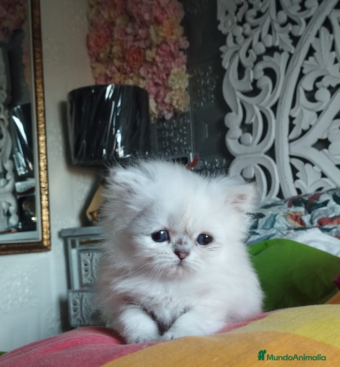 Persa gatos en venta: Hembra persa color point  - Imagen 3
