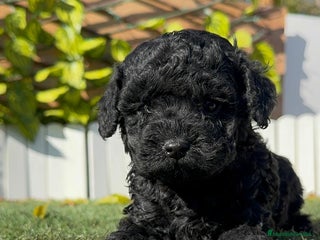 Caniche Toy perros CANICHE TOY MACHO - Anuncio 1