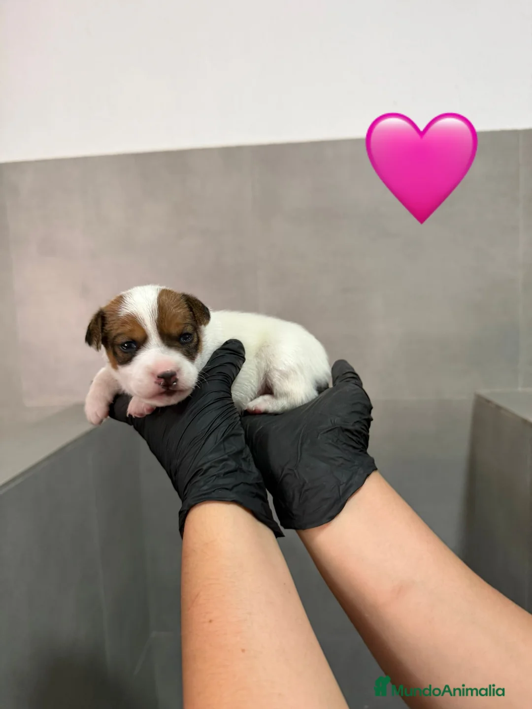 Jack Russell Terrier perros en venta: Cachorros Jack Russell bicolor patita corta  - Anuncio 4