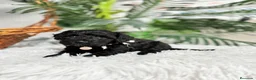 Caniche Enano perros en venta: CANICHES ENANAS HEMBRAS - Anuncio 7
