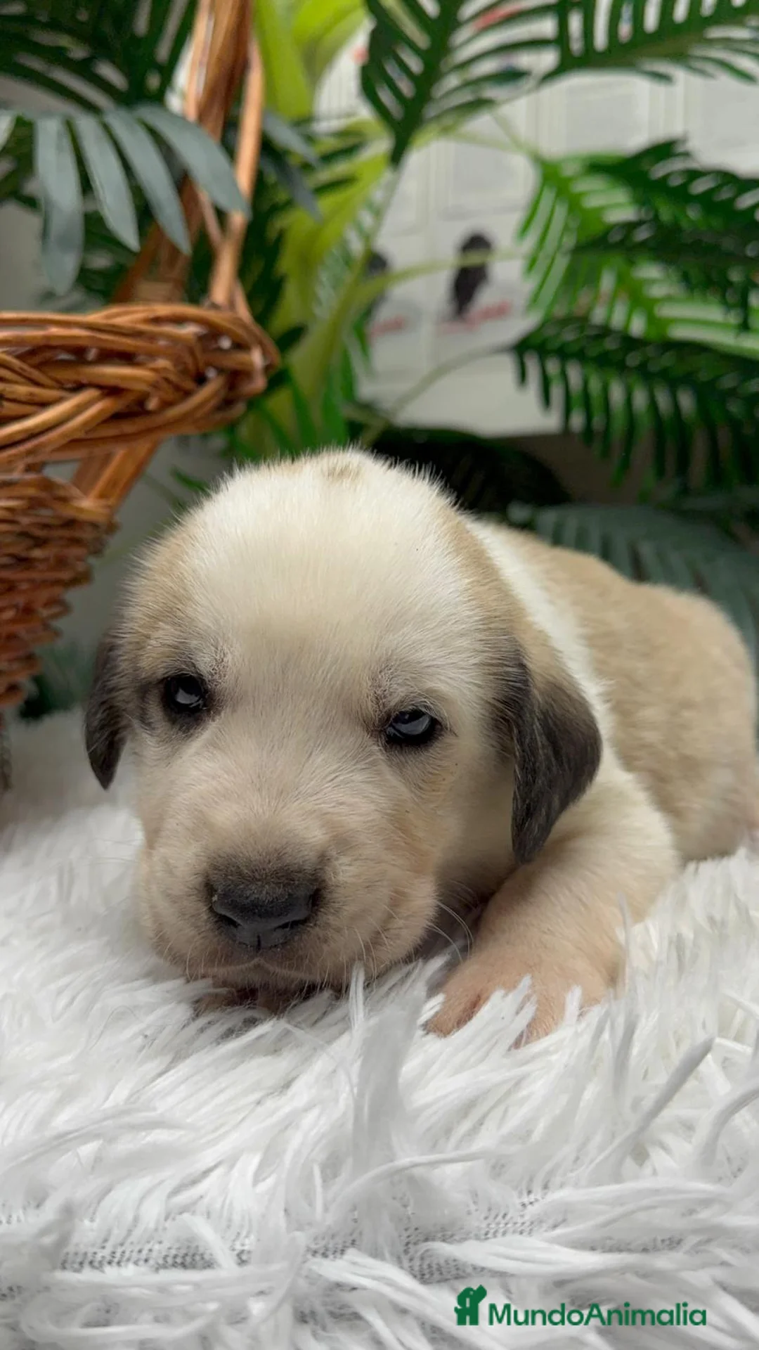 Mastín Español perros en venta: MASTIN ESPAÑOL - Anuncio 6