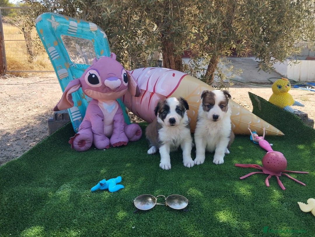 Border Collie perros en venta: Gran Camada de Border Collie - Imagen 12
