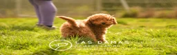 Caniche Enano perros en venta: Caniche Enano - Anuncio 4