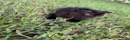 Británico de Pelo Corto gatos en venta: Brithis y Scottish  - Anuncio 2