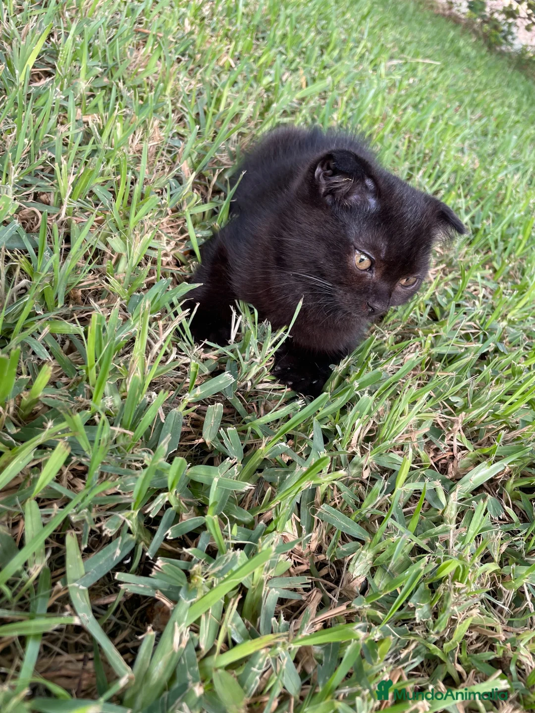 Británico de Pelo Corto gatos en venta: Brithis y Scottish  - Anuncio 2