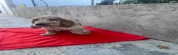 Cocker Spaniel Inglés perros en venta: OPORTUNIDAD. PRECIOSO COCKER  - Anuncio 2