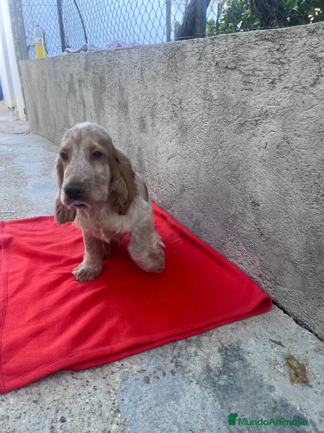 Cocker Spaniel Inglés perros en venta: OPORTUNIDAD. PRECIOSO COCKER  - Anuncio 2