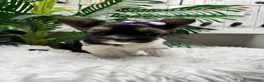 Yorkshire Terrier 1