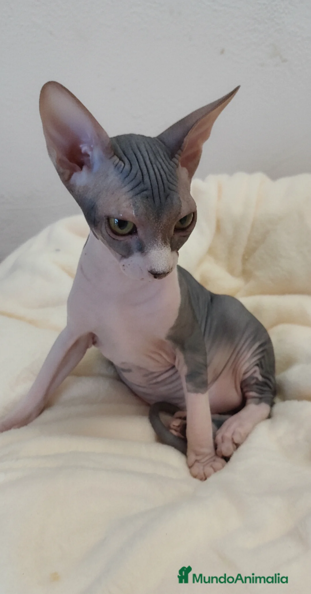 Sphynx gatos en venta: Precioso machito bicolor tabby  - Anuncio 7