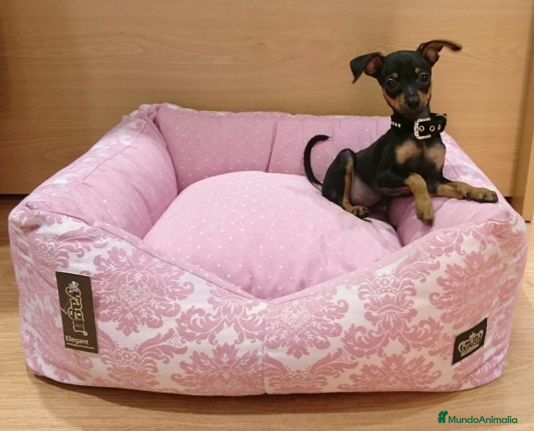 Ratón de Praga perros en venta: Ratón de Praga - Imagen 3