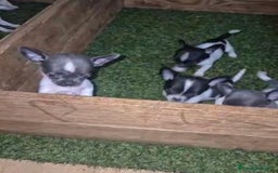 Chihuahua perros en venta: Chihuahua Micro rusos - Imagen 1