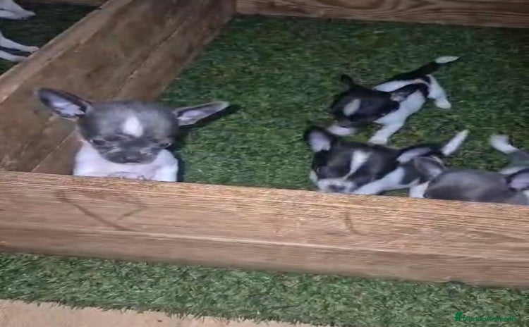 Chihuahua perros - Propaganda 2