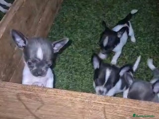 Chihuahua perros - Anuncio 23