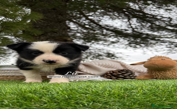 Border Collie perros - Propaganda 3
