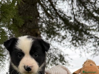 Border Collie perros - Anuncio 26