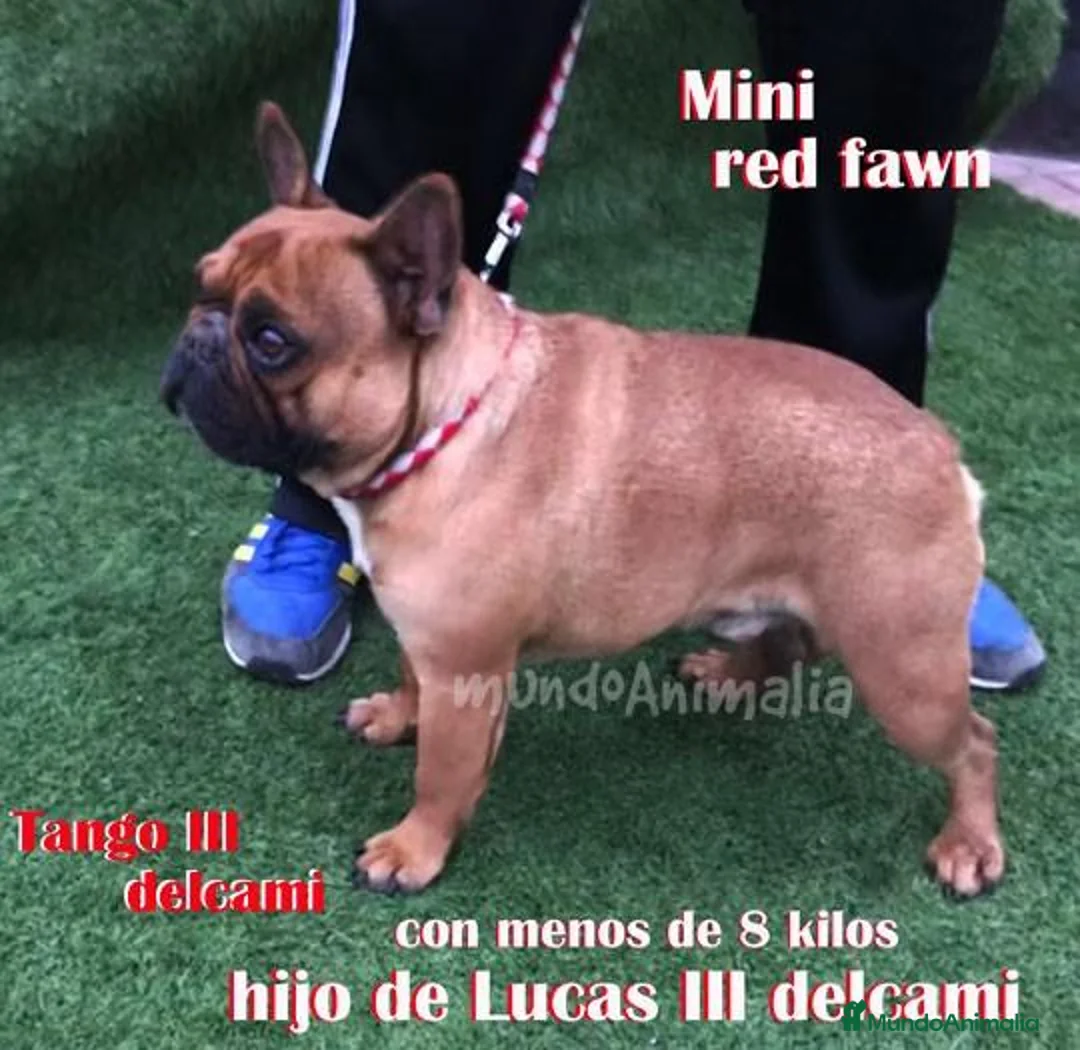 Imagen de galería {{count}}