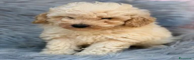 Caniche Toy 2