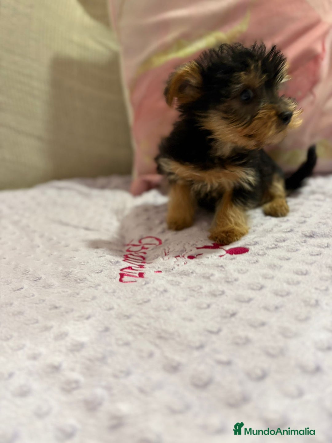 Yorkshire Terrier perros en venta: Yorkshire toy - Imagen 20