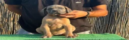 Cane Corso perros en venta: Cane corso profesionales Barcelona - Anuncio 5