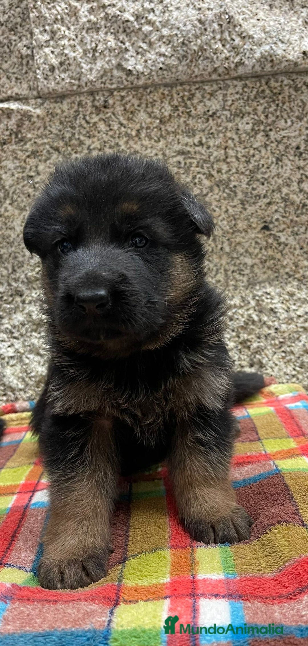 Pastor Alemán perros en venta: Súper cachorro macho pastor alemán  - Anuncio 12