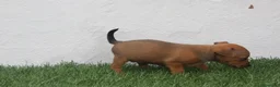 Raza Mixta perros en venta: Minijack - Anuncio 6
