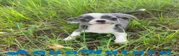 Chihuahua perros en venta: Chihuahua Hembra de Pam y Choco 4142 AQUANATURA - Anuncio 2
