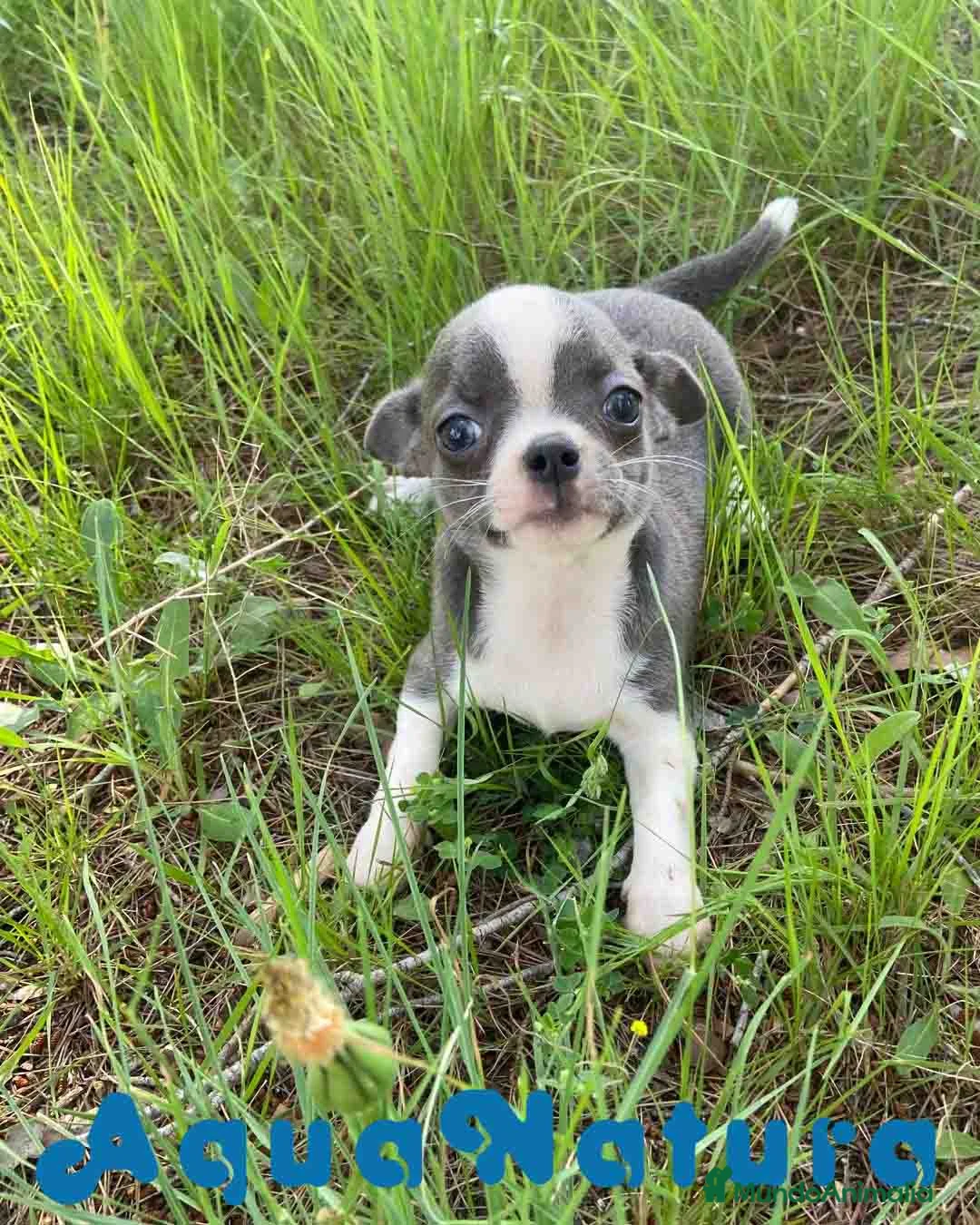 Chihuahua perros en venta: Chihuahua Hembra de Pam y Choco 4142 AQUANATURA - Anuncio 2