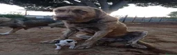 Ratonero Bodeguero Andaluz perros en venta: Ratonero Bodeguero Andaluz - Anuncio 5