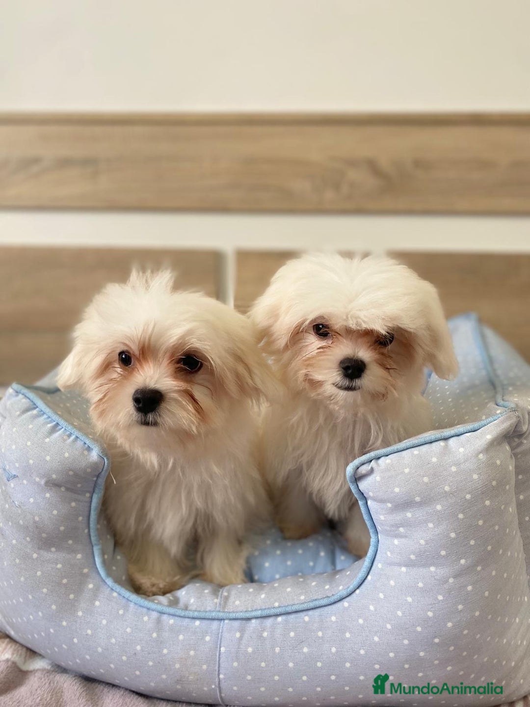 Bichón Maltés perros en venta: BICHON MALTES - Anuncio 14