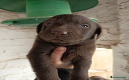 Labrador Retriever perros en venta: Labrador  - Anuncio 1