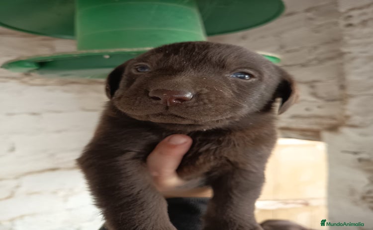 Labrador Retriever perros Labrador  - Anuncio 1