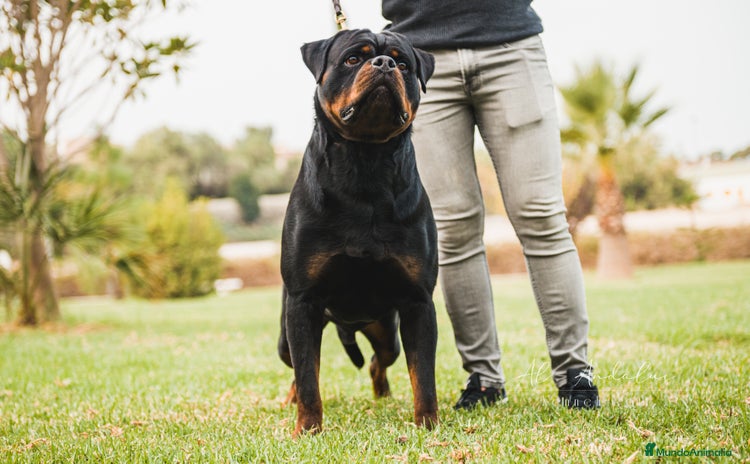 Rottweiler perros - Anuncio 1