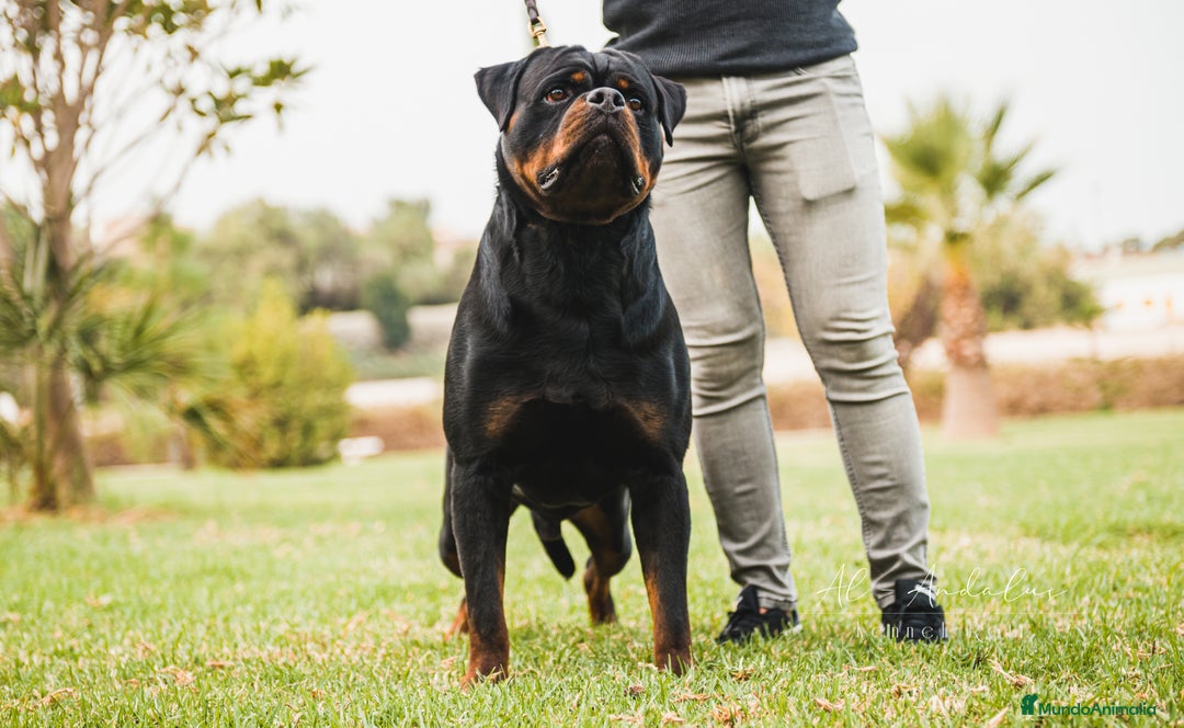 Rottweiler perros en venta: CACHORROS DE ROTTWEILER - Imagen 1