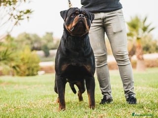 Rottweiler perros - Anuncio 1