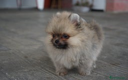 Pomerania perros en venta: 🐾 Strike – Pomerania macho marrón 🐾 - Imagen 7