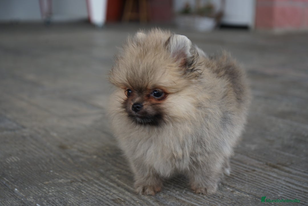 Pomerania perros en venta: 🐾 Strike – Pomerania macho marrón 🐾 - Imagen 7