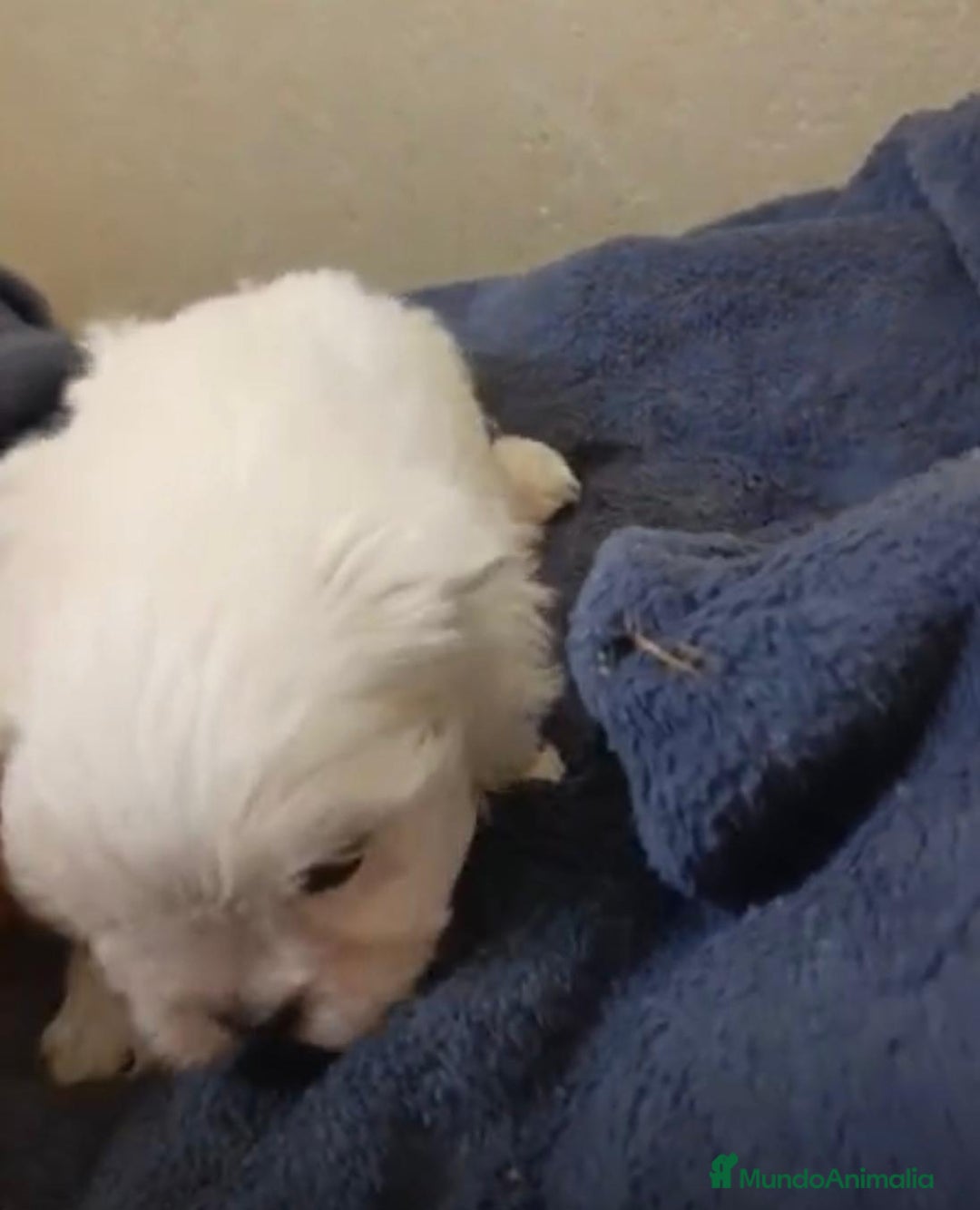 Bichón Maltés perros en venta: Bichon maltés toy  - Anuncio 6