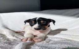 Ratonero Bodeguero Andaluz perros en venta: BODEGUEROS - Anuncio 1