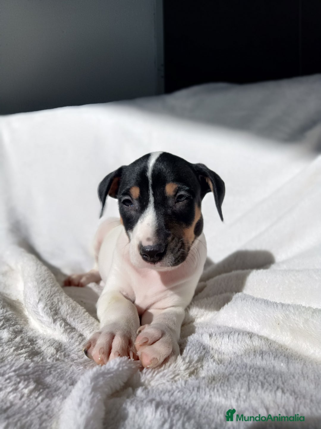 Ratonero Bodeguero Andaluz perros en venta: BODEGUEROS - Anuncio 1