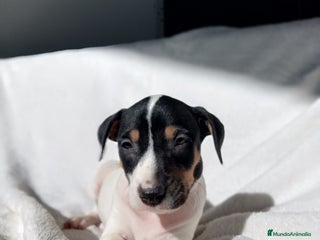 Ratonero Bodeguero Andaluz perros BODEGUEROS - Anuncio 1