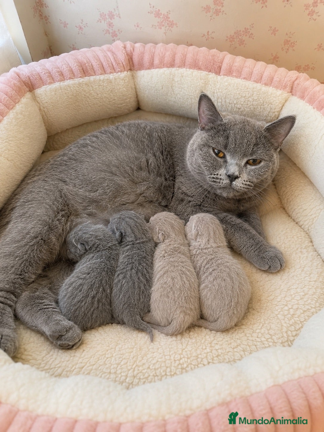 Británico de Pelo Corto gatos BRITISH SHORTHAIR BLUE & WHITE POINT 🐾 - Anuncio 1