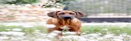 Rhodesian Ridgeback perros en venta: Rhodesian Ridgeback adultos con pedigrí  - Anuncio 9