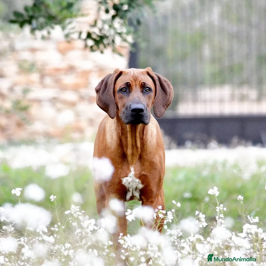 Rhodesian Ridgeback perros en venta: Rhodesian Ridgeback adultos con pedigrí  - Anuncio 9