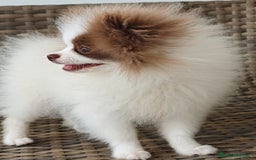 Pomerania perros en venta: Lulú Pomerania  - Imagen 7