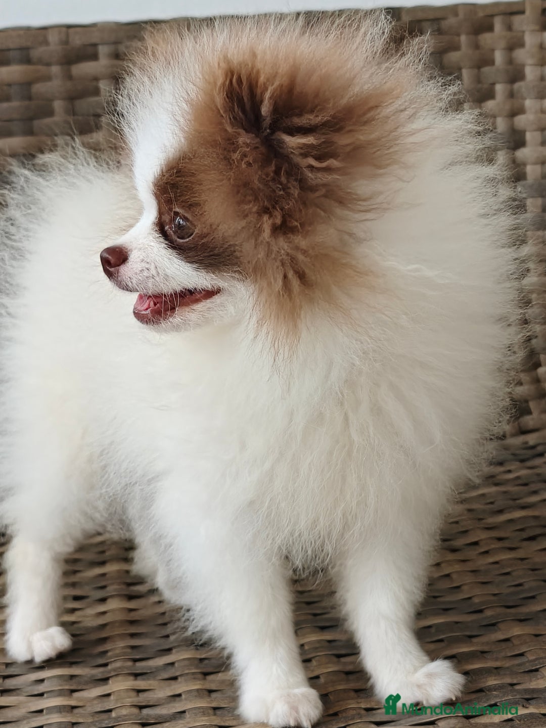 Pomerania perros en venta: Lulú Pomerania  - Imagen 7