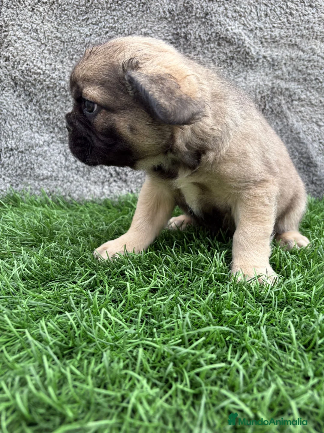 Bulldog Francés perros en venta: Bulldog Frances macho fluffy Fawn - Anuncio 17