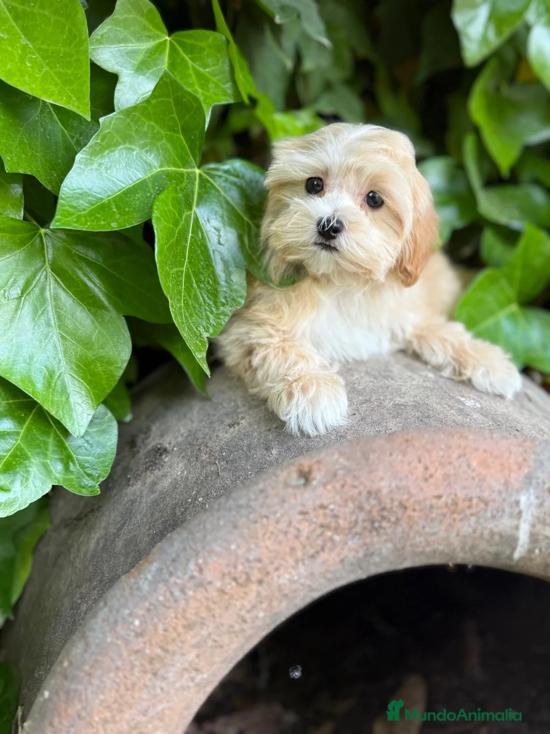 Maltipoo perros en venta: Maltipoo cachorritos muy bonitos !!! - Anuncio 2