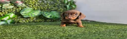Teckel Miniatura perros en venta: TECKEL MINI & KANNINCHEN - Anuncio 1