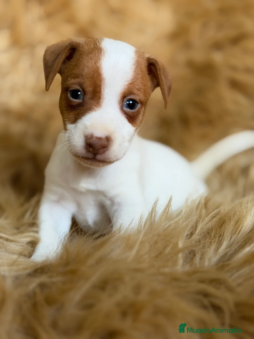 Jack Russell Terrier perros en venta: Jack Russell bicolor  - Anuncio 9